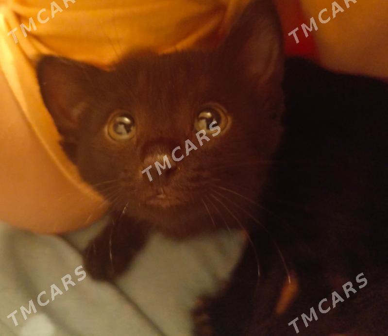 котёнок, кошка - Туркменабат - img 3