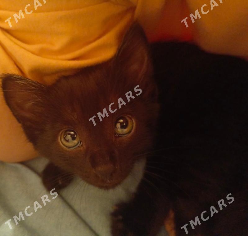 котёнок, кошка - Туркменабат - img 1