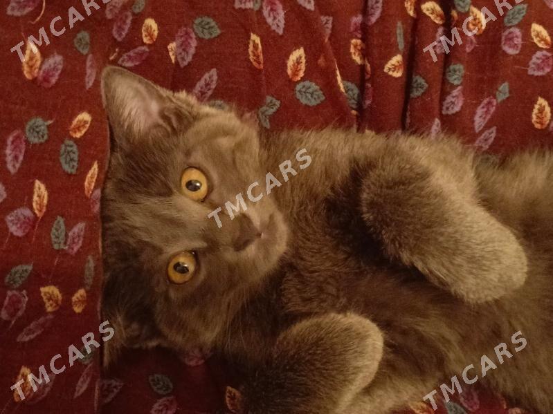 кошка, котенок - Туркменабат - img 2