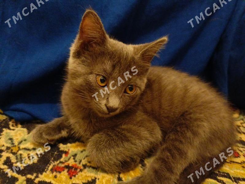 кошка, котенок - Туркменабат - img 3