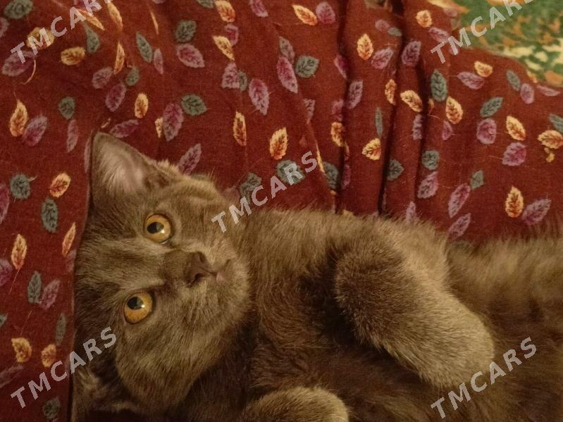 кошка, котенок - Туркменабат - img 1