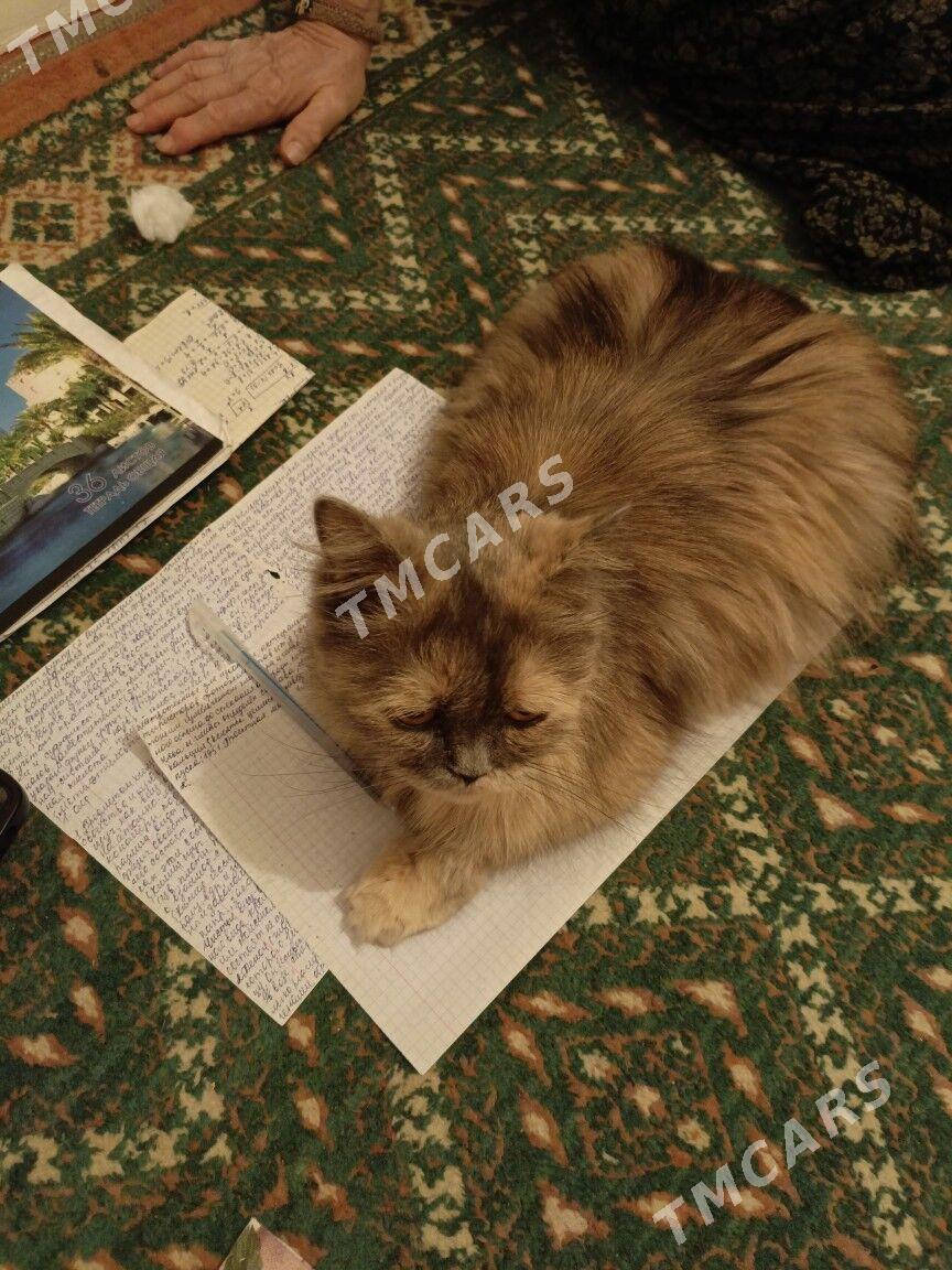 кошка - Türkmenabat - img 2