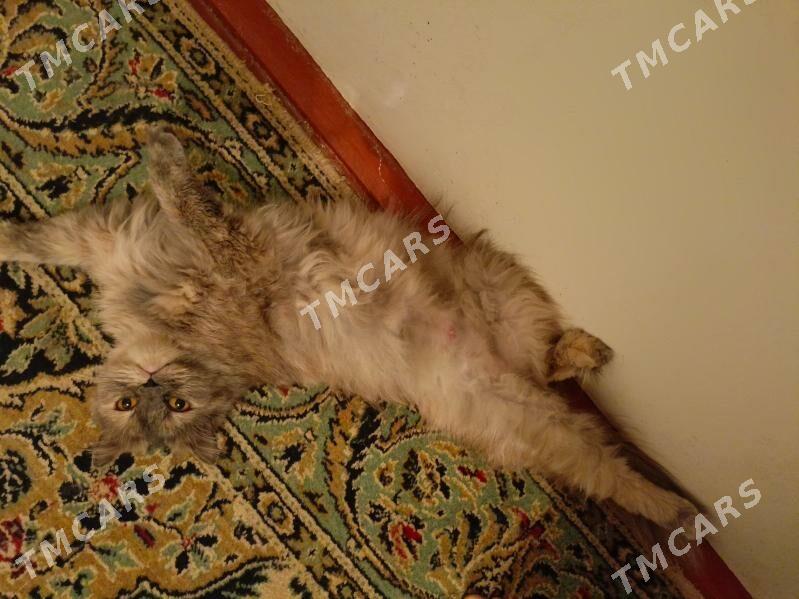 кошка - Türkmenabat - img 3