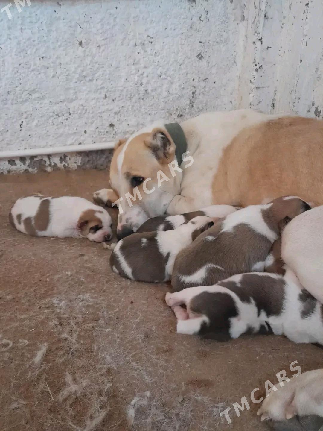 Alabay Türkmen köpek - Türkmenbaşy etr. - img 1