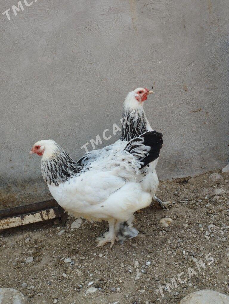 Brama - Balkanabat - img 3