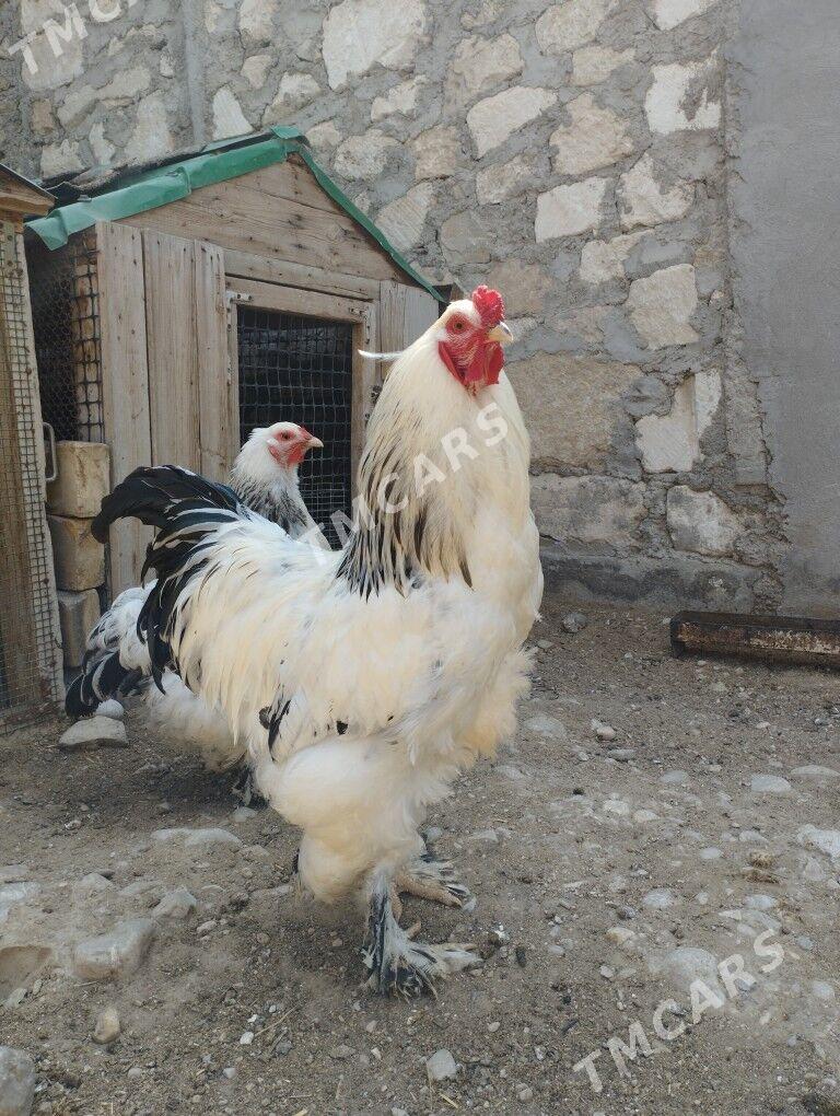 Brama - Balkanabat - img 4