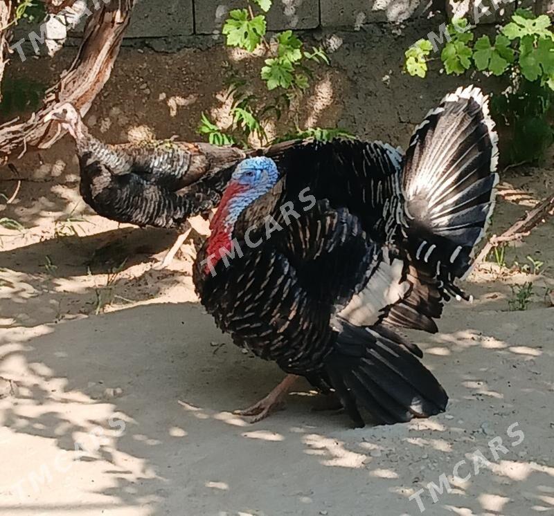 indyuklar - Balkanabat - img 3