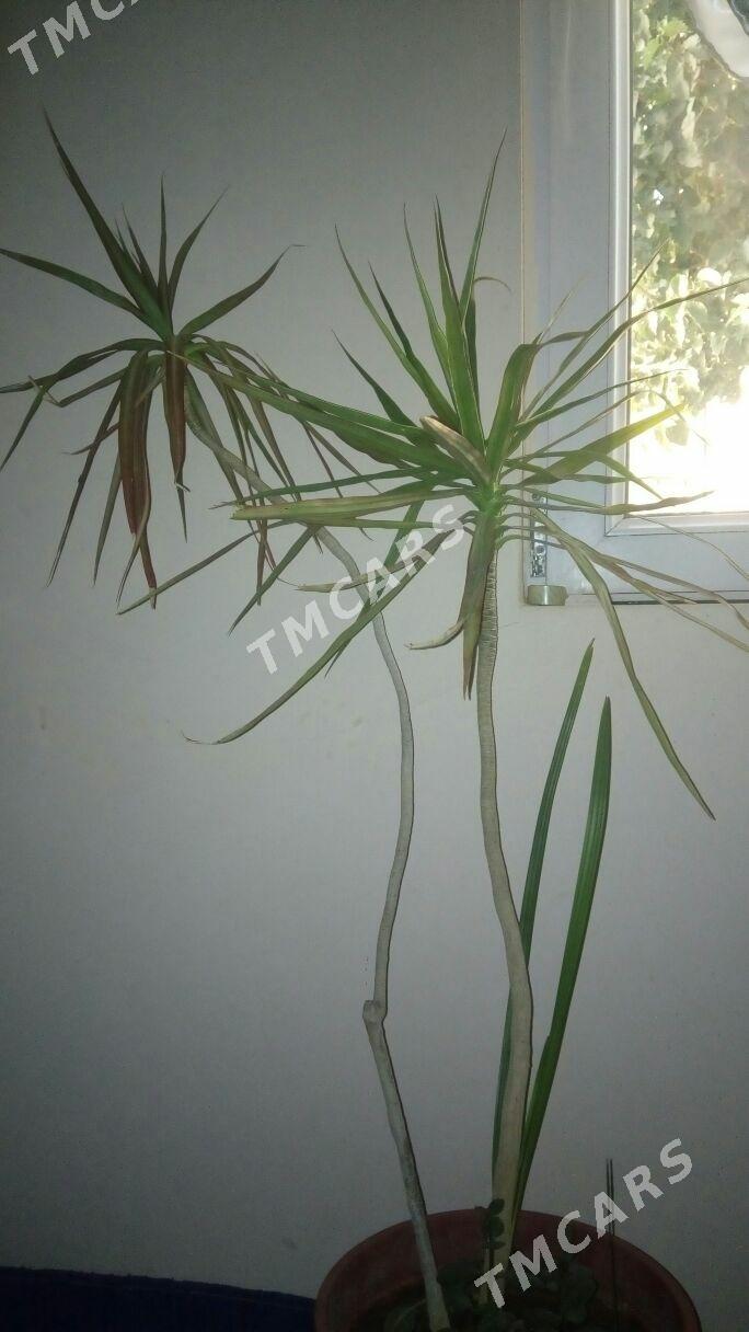 Dracena - Aşgabat - img 2