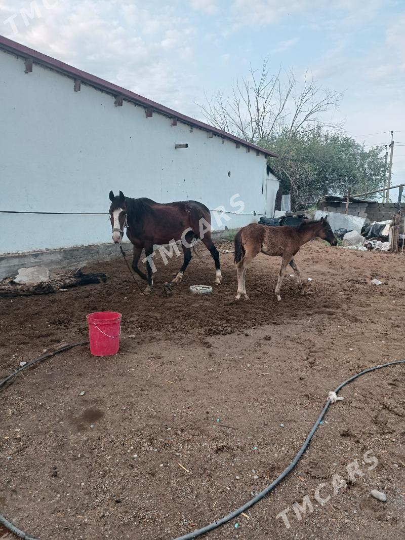baytal - Garadamak - img 2