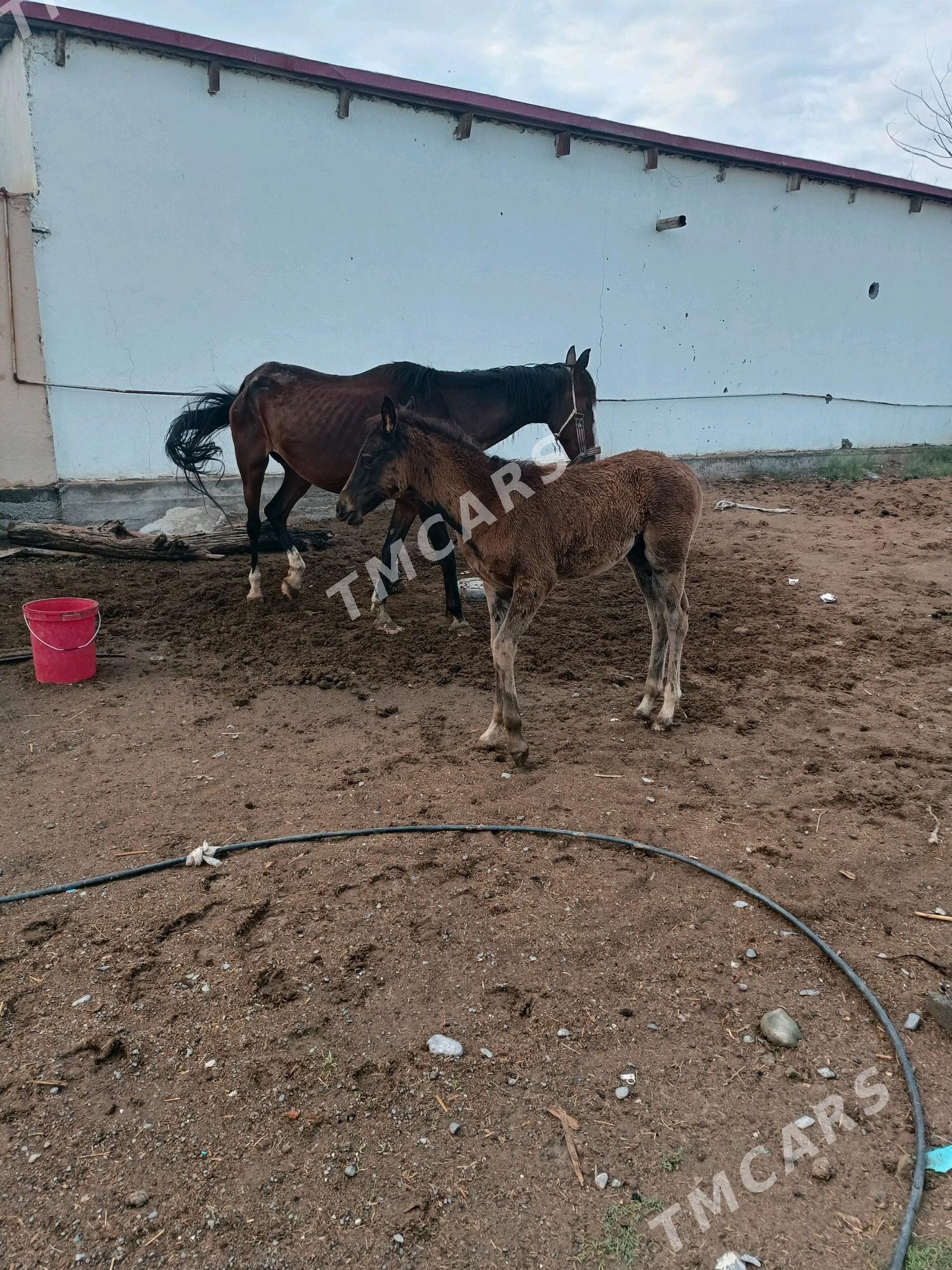 baytal - Garadamak - img 3