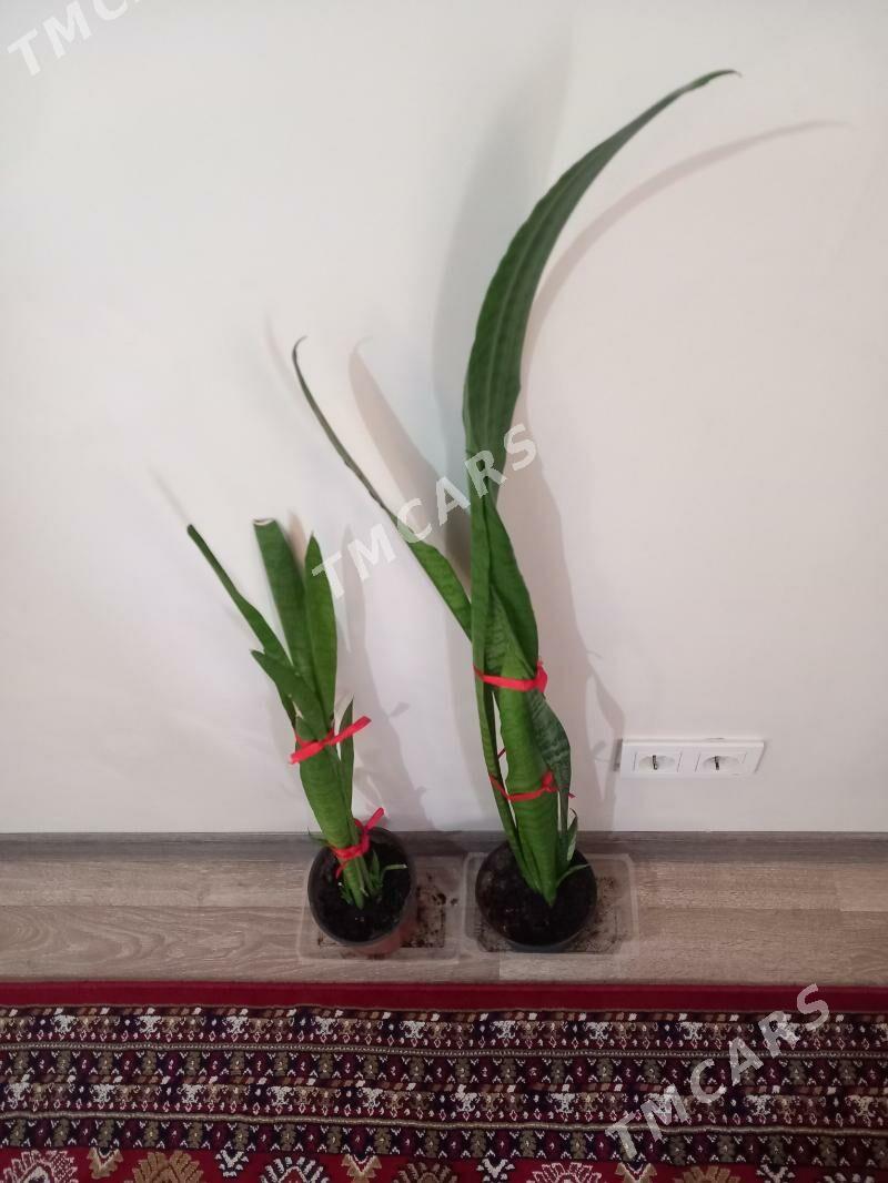 Guller - Aşgabat - img 3