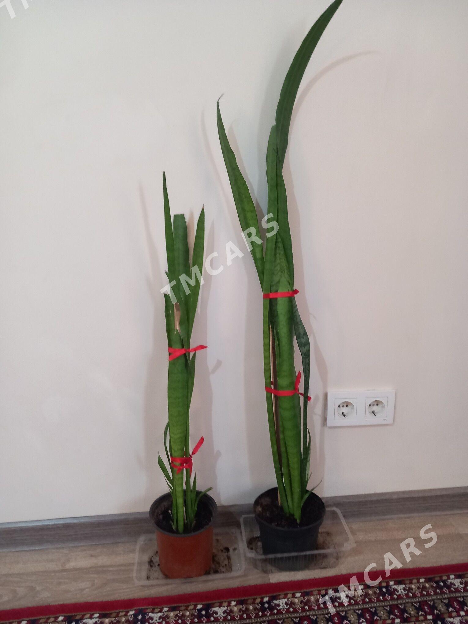 Guller - Aşgabat - img 2