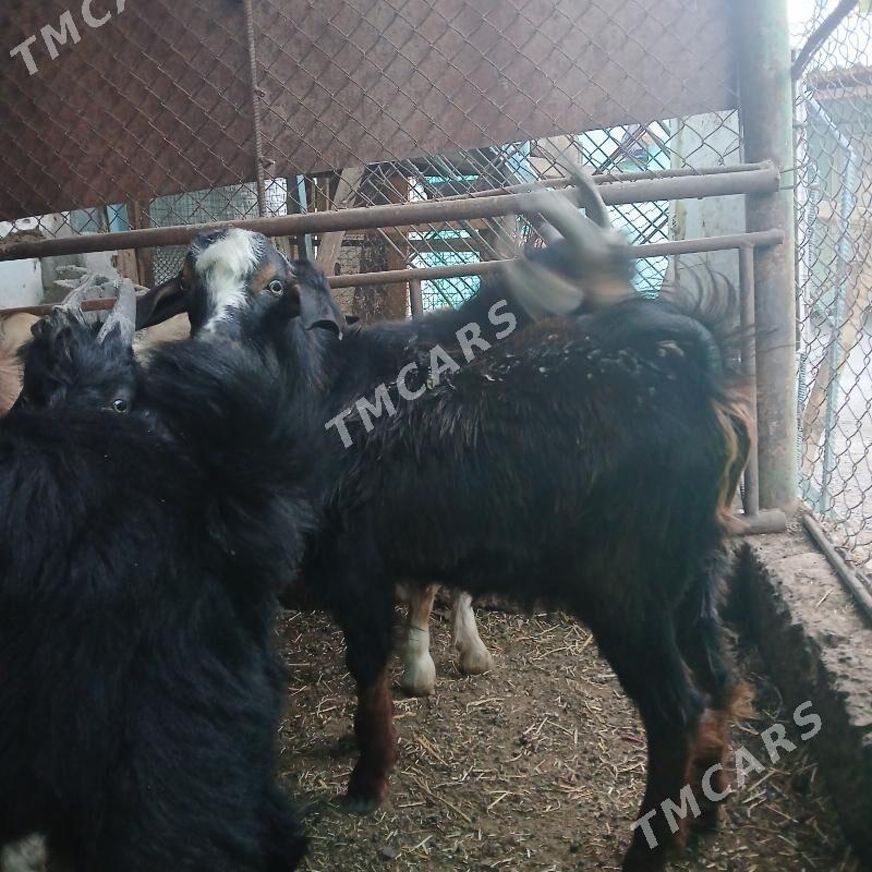 çebisler gyşlaky - Aşgabat - img 5