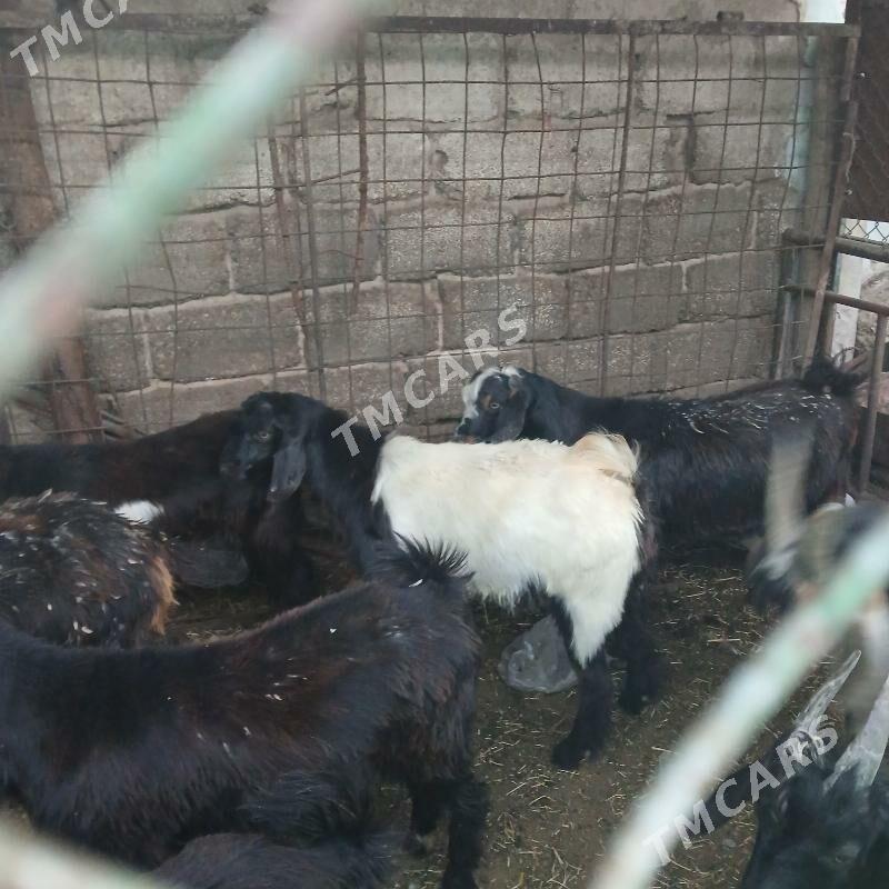 çebisler gyşlaky - Aşgabat - img 6