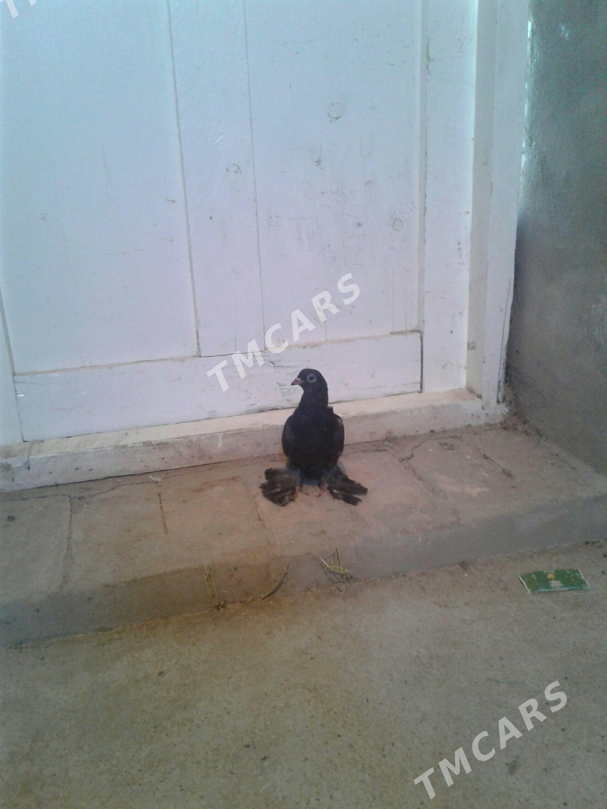 Kepderi - Mary - img 2