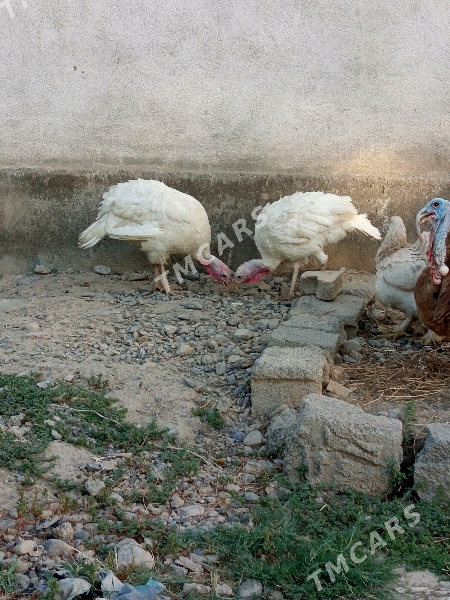 induk - Kaka - img 2