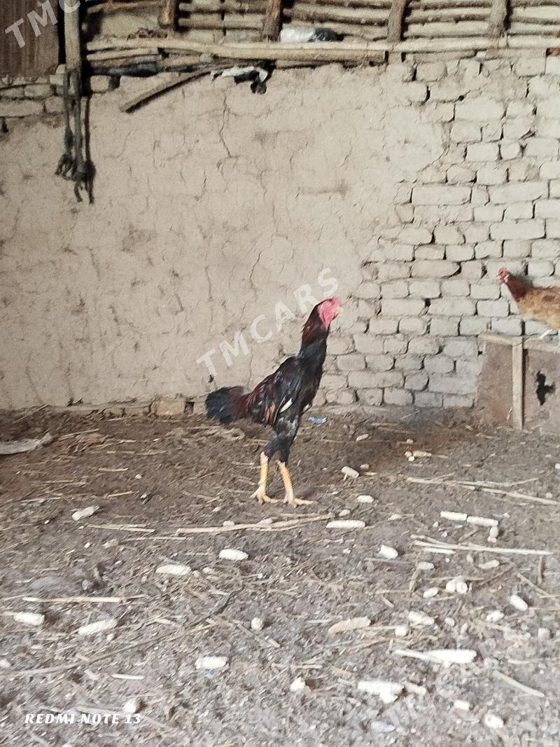 paroda hozaz - Şabat etr. - img 2