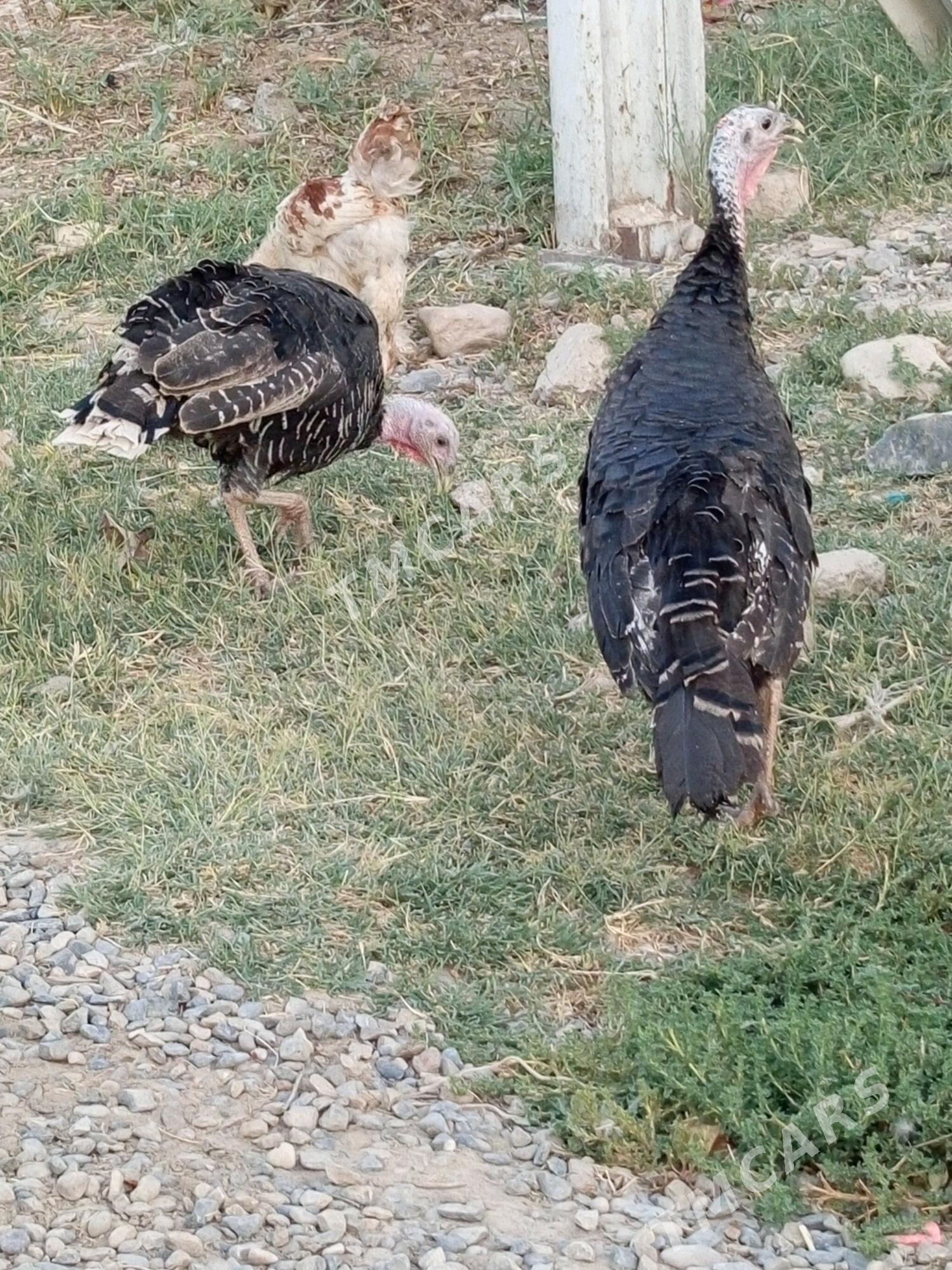induk - Kaka - img 3