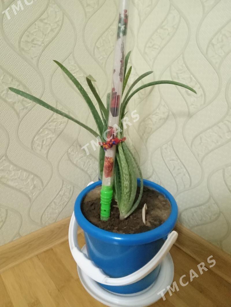Aloe - Дашогуз - img 2