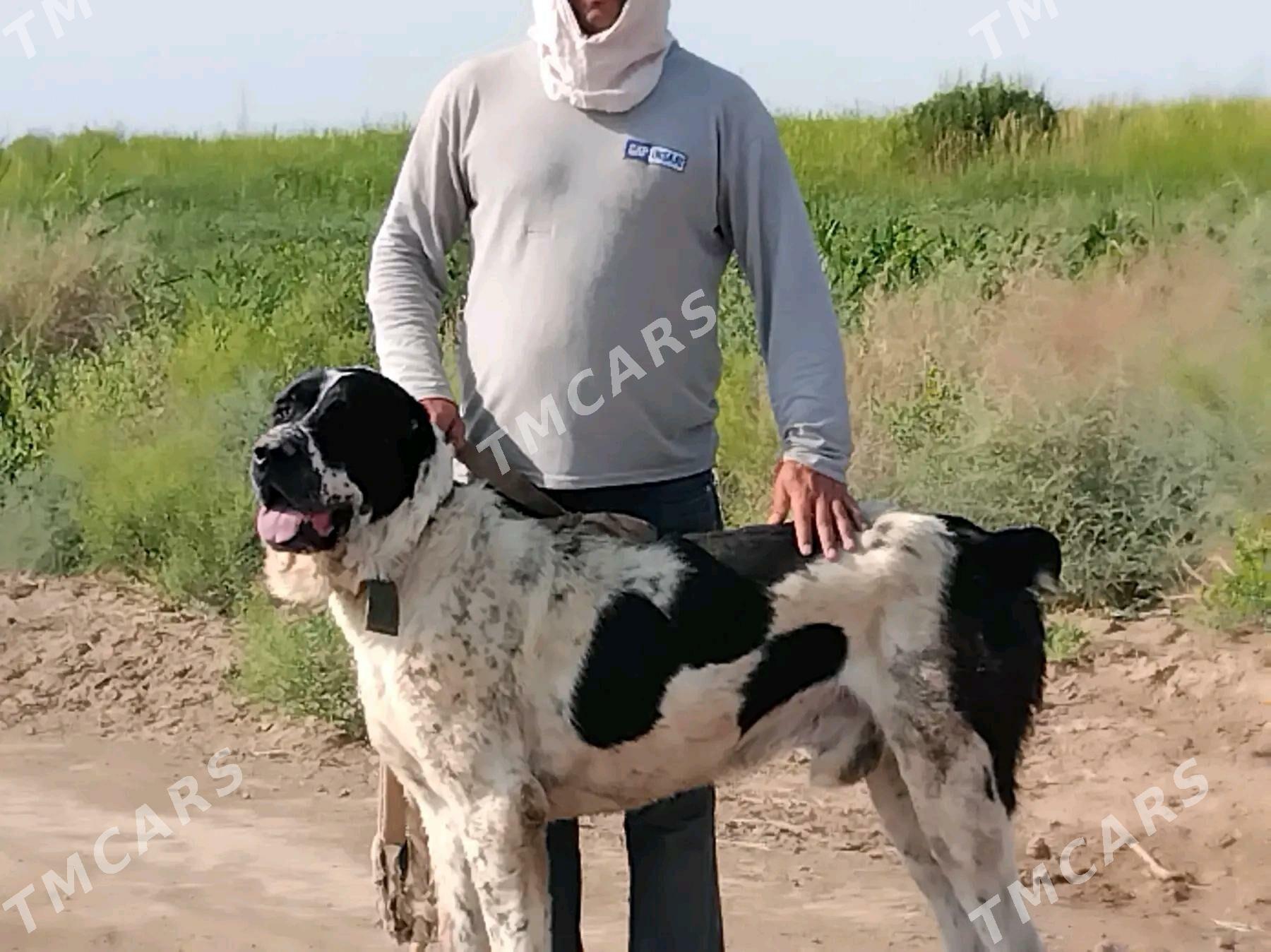 garabas - Serhetabat (Guşgy) - img 2