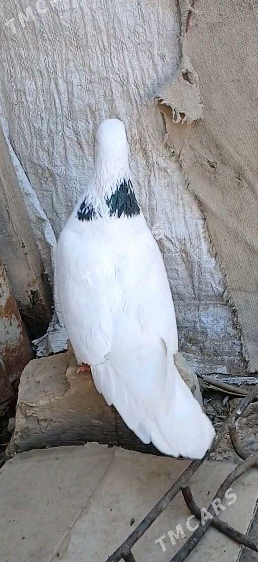 kepderi - Mary - img 3