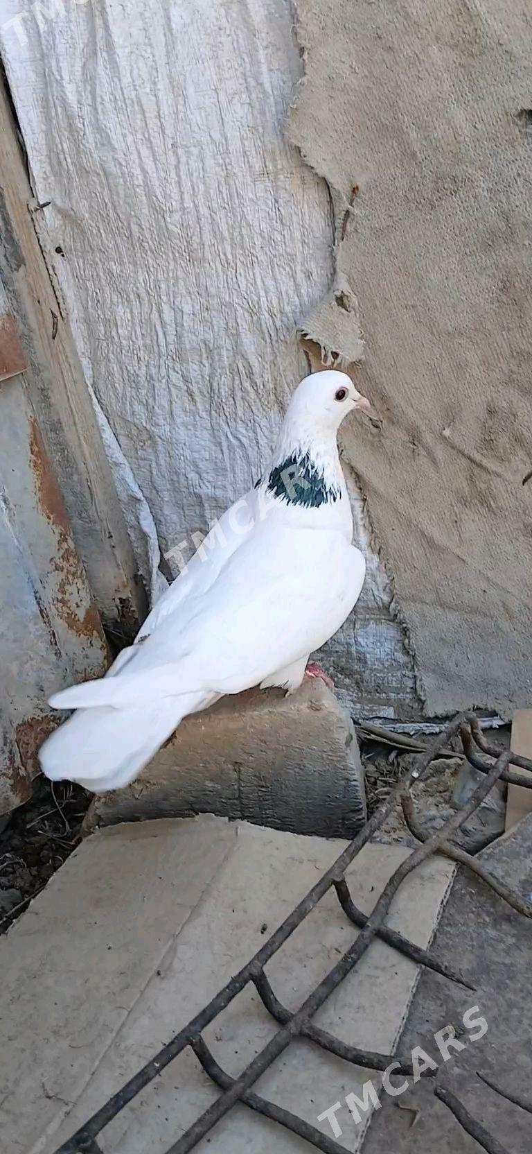 kepderi - Mary - img 6