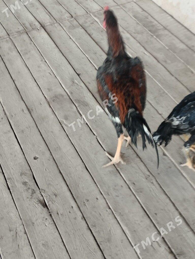 paroda horaz - Daşoguz - img 2
