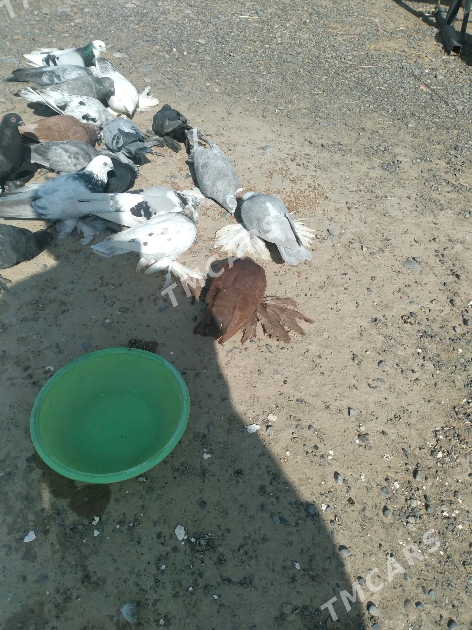 Kepderi - Kaka - img 2
