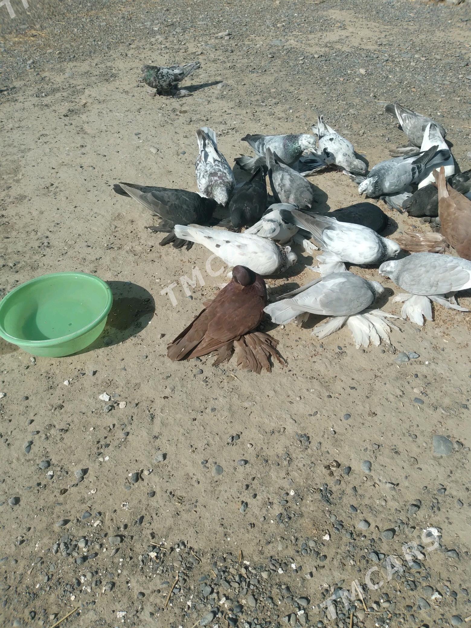Kepderi - Kaka - img 4