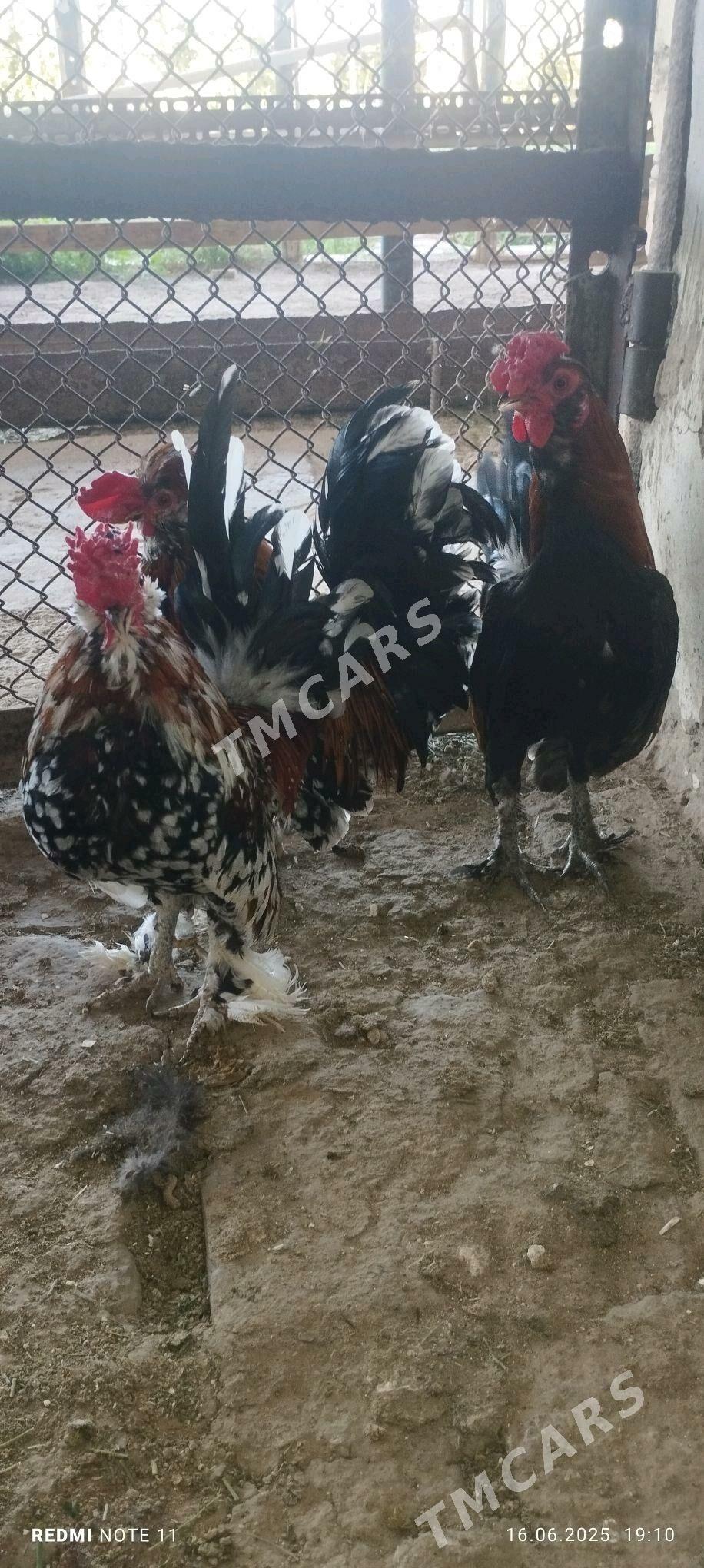 Karnik - Murgap - img 2