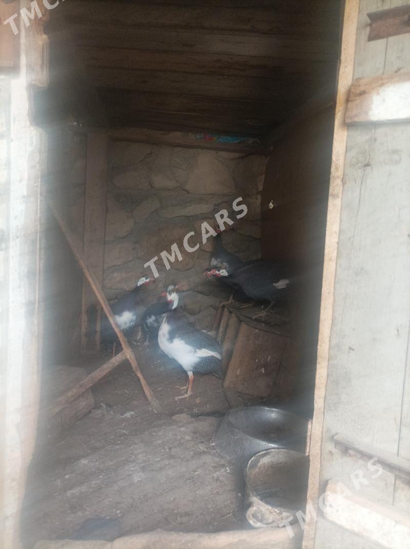 Sizarka - Balkanabat - img 2
