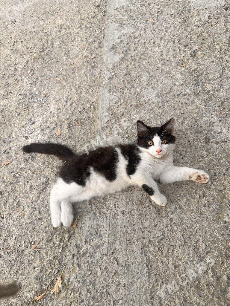 котята мальчики - Ашхабад - img 3