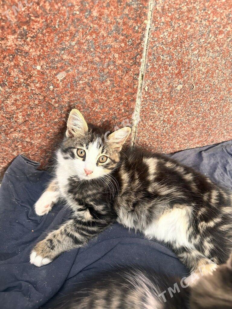 котята мальчики - Ашхабад - img 2