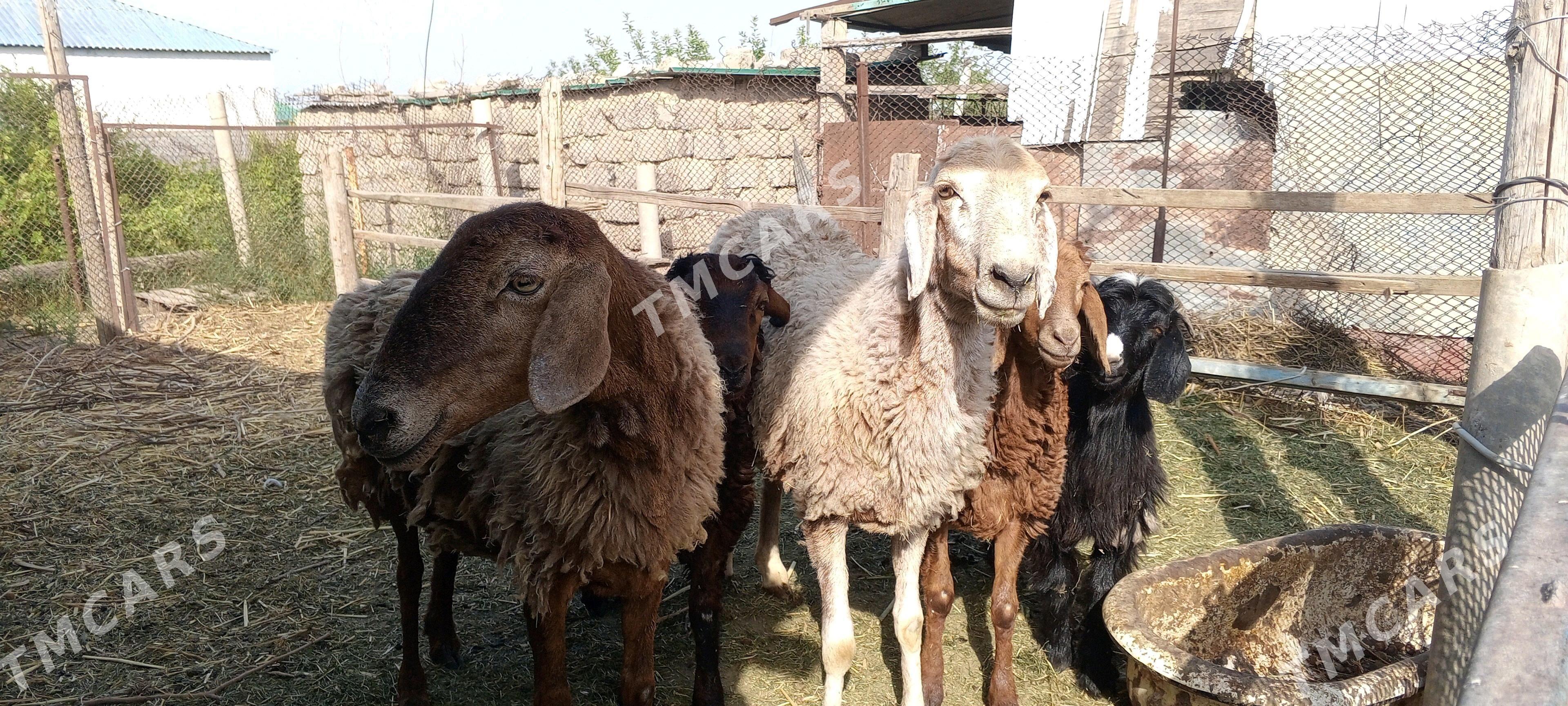 Gissar guýunlar - Bagyr - img 2