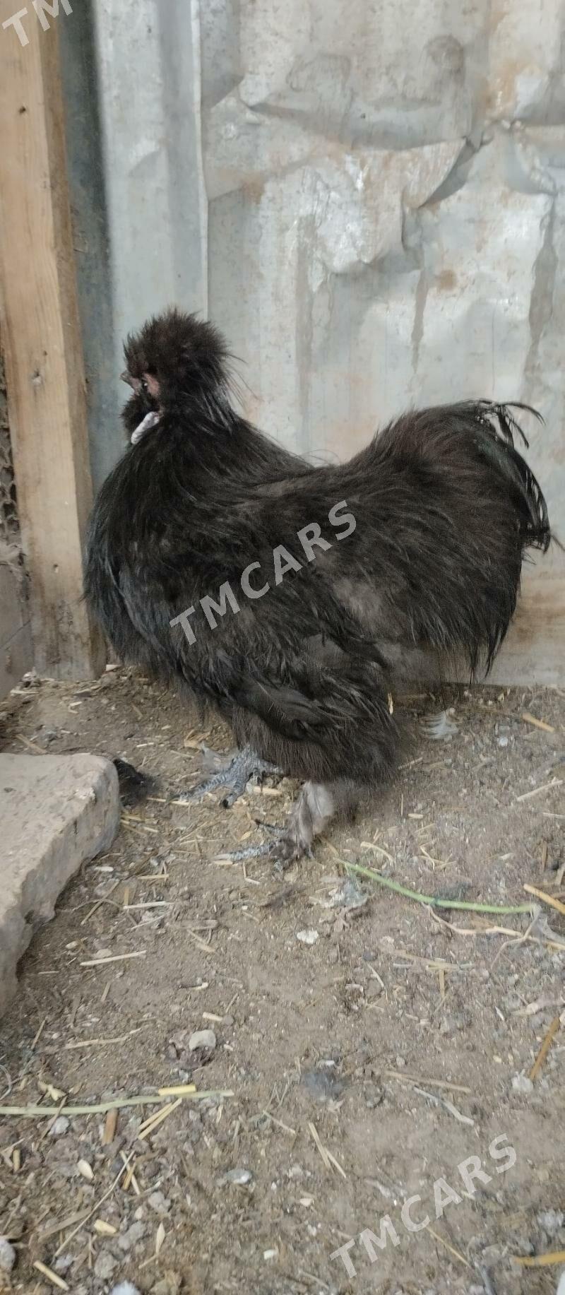 arginal towsan tuy - Farap - img 2