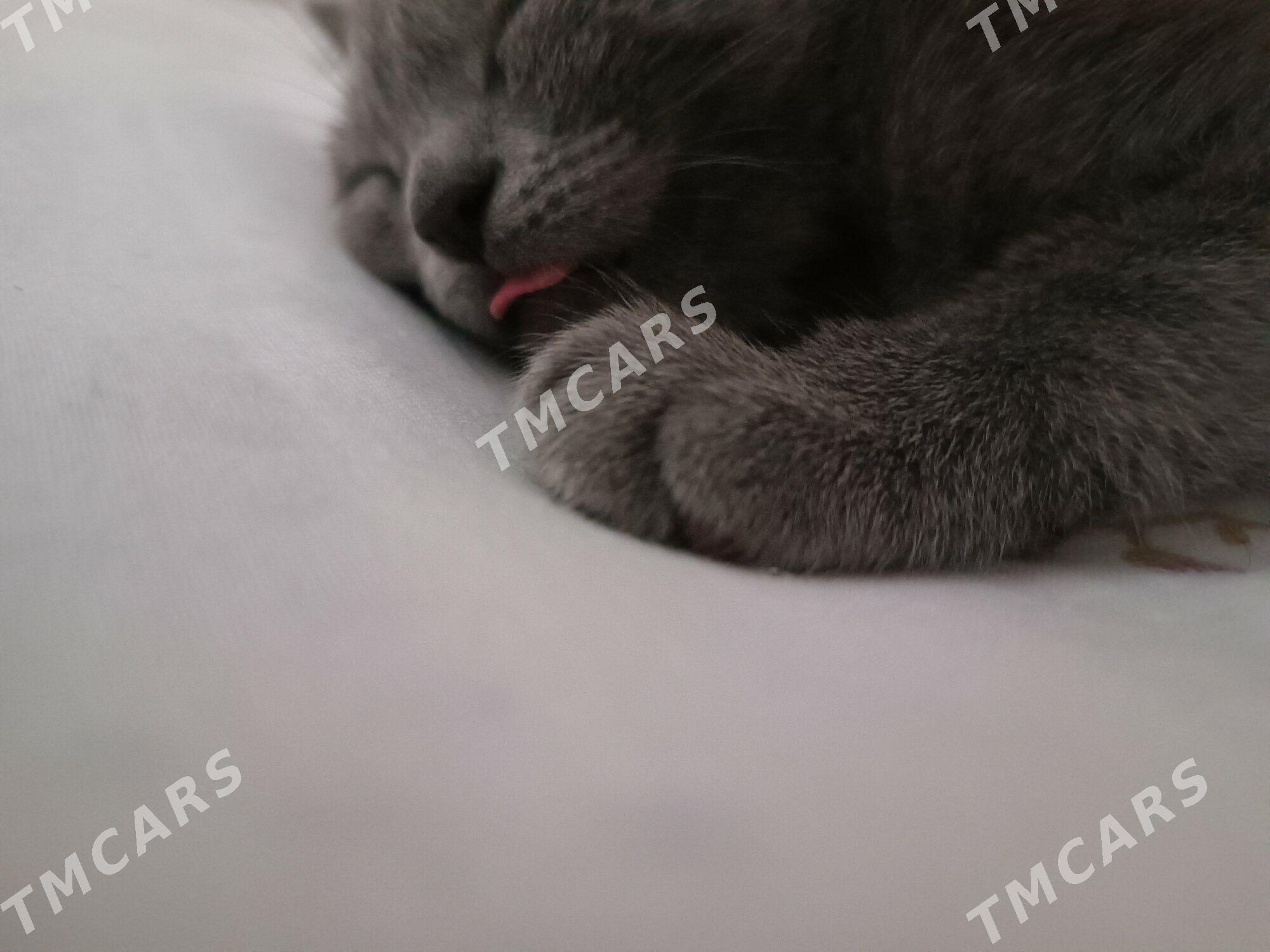 Кошка 🥰 - Aşgabat - img 2