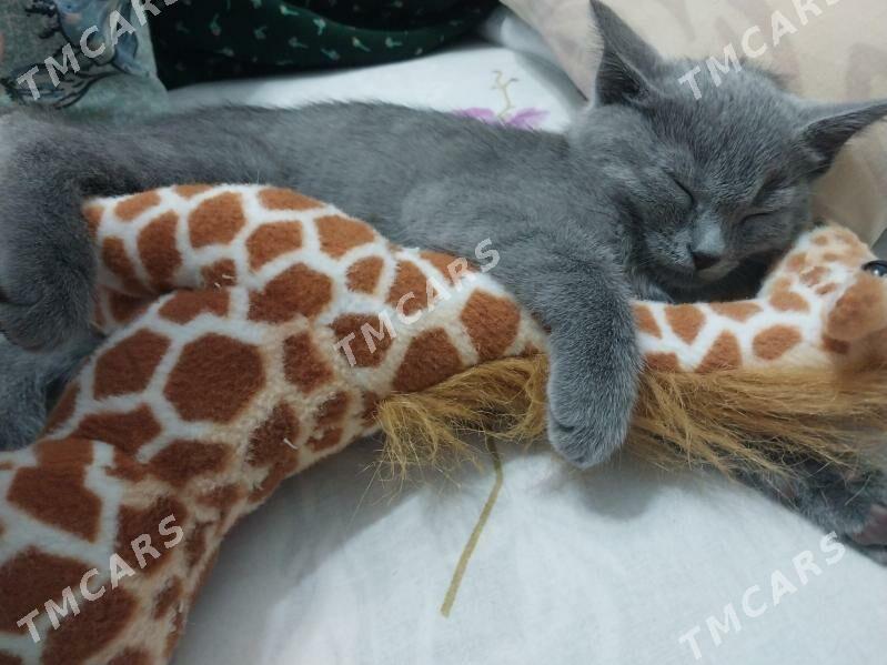 Кошка 🥰 - Aşgabat - img 5