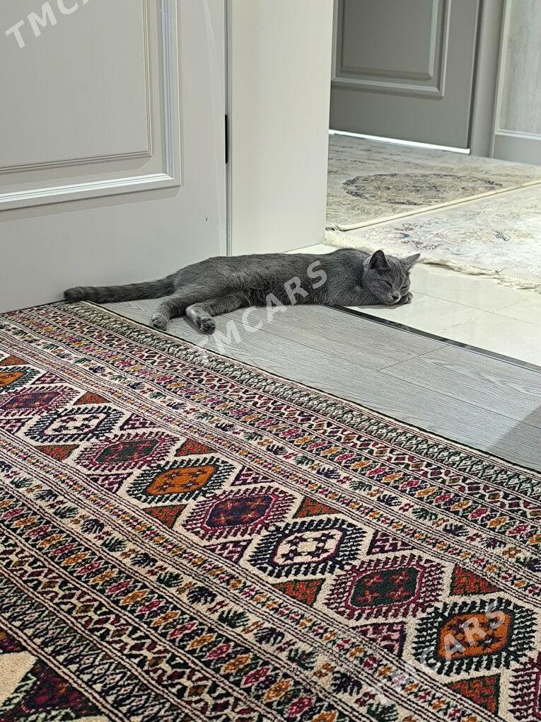 Кошка 🥰 - Aşgabat - img 3