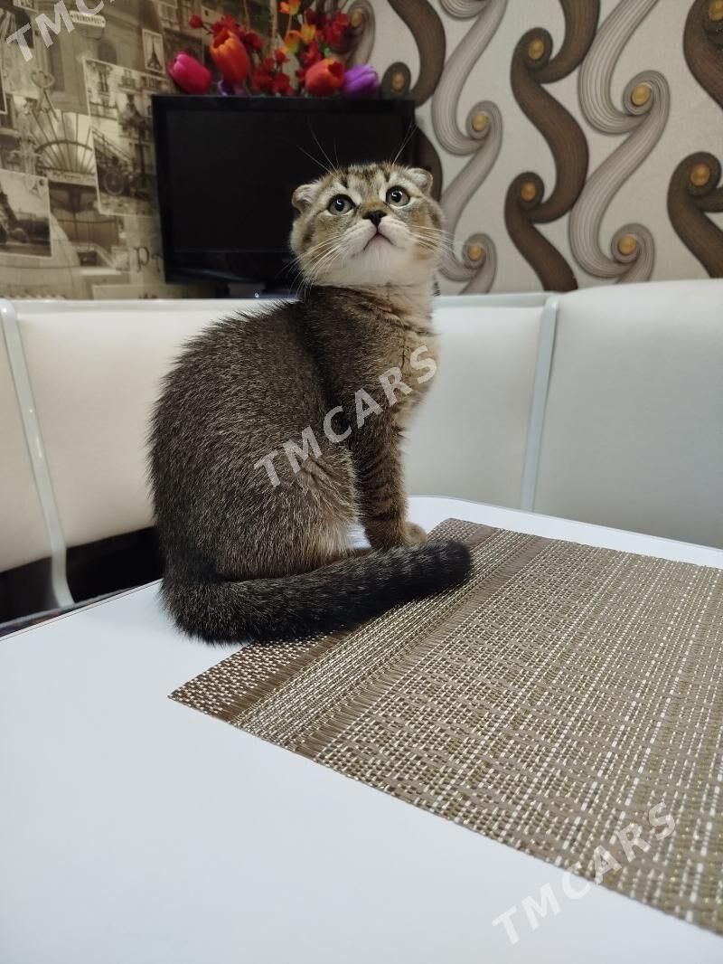 котята шотландские шиншиллы - Aşgabat - img 5