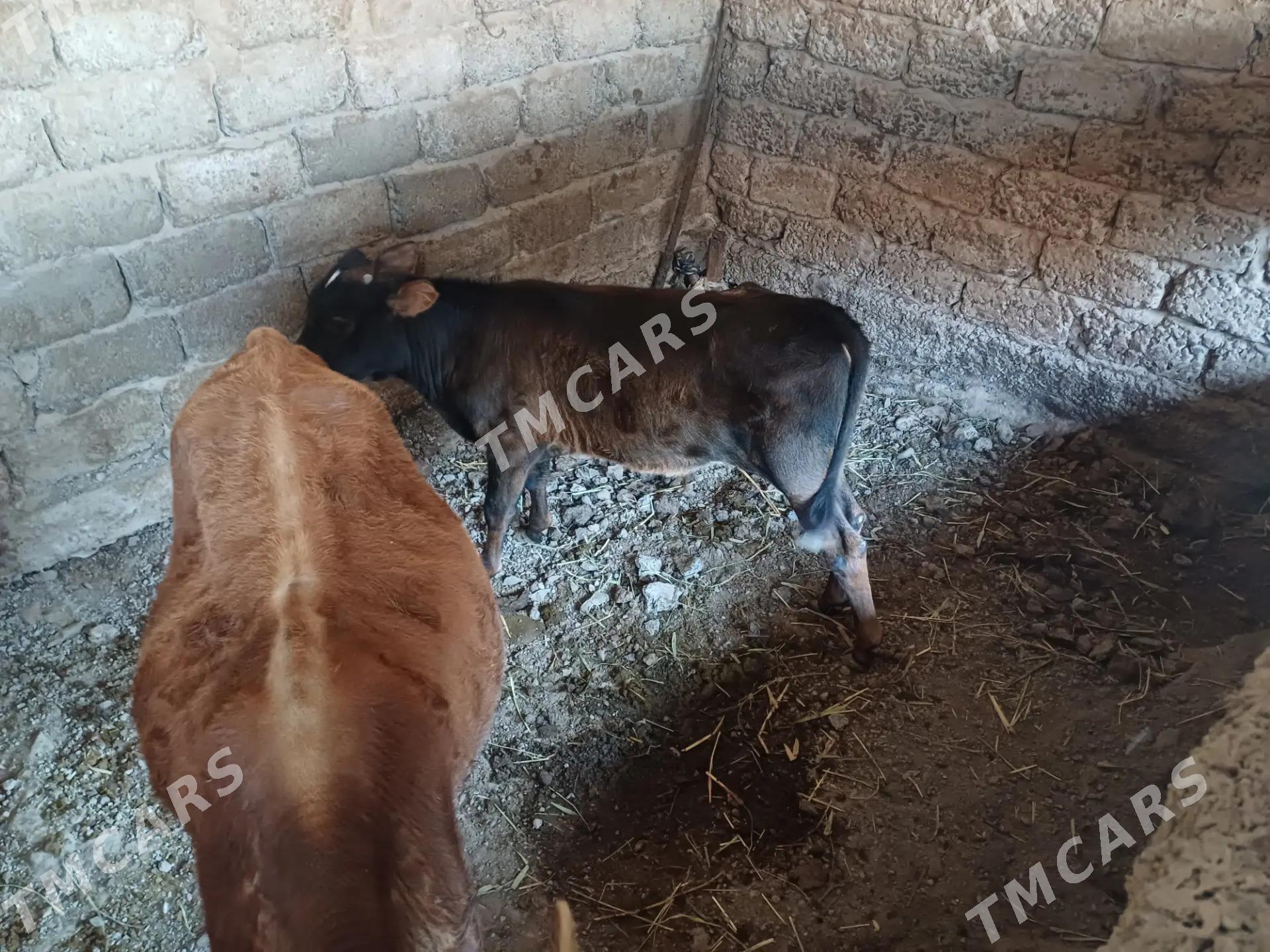 Göle Tohum - Бузмеин - img 3