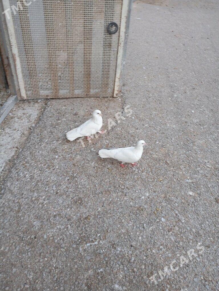 kepteri - Aşgabat - img 6