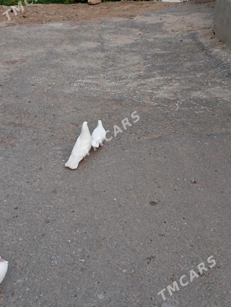kepteri - Aşgabat - img 2