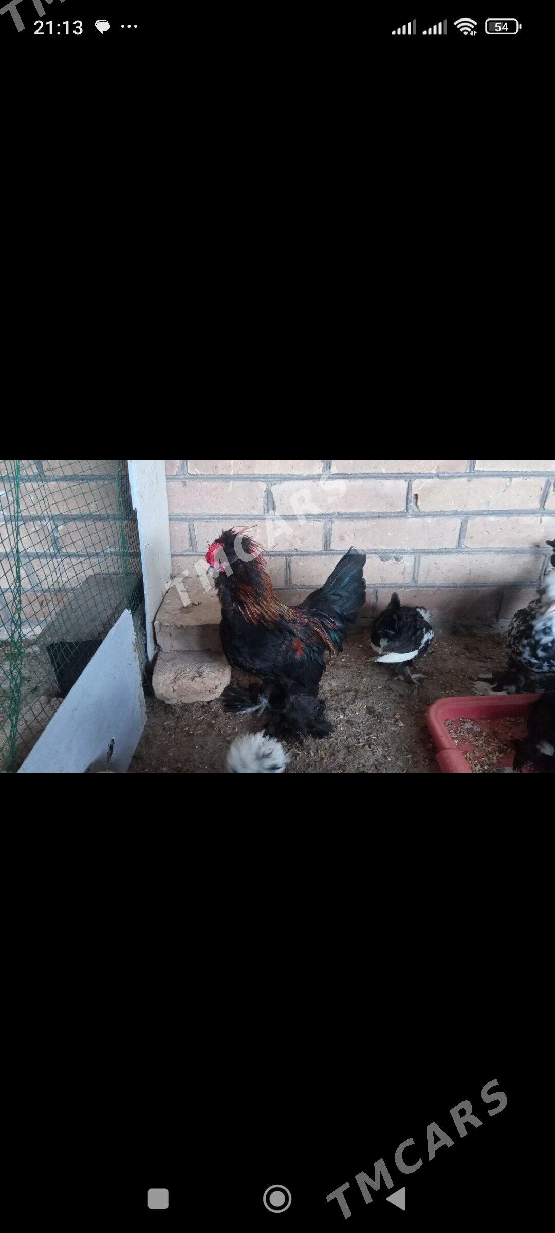 karlik - Türkmenabat - img 2