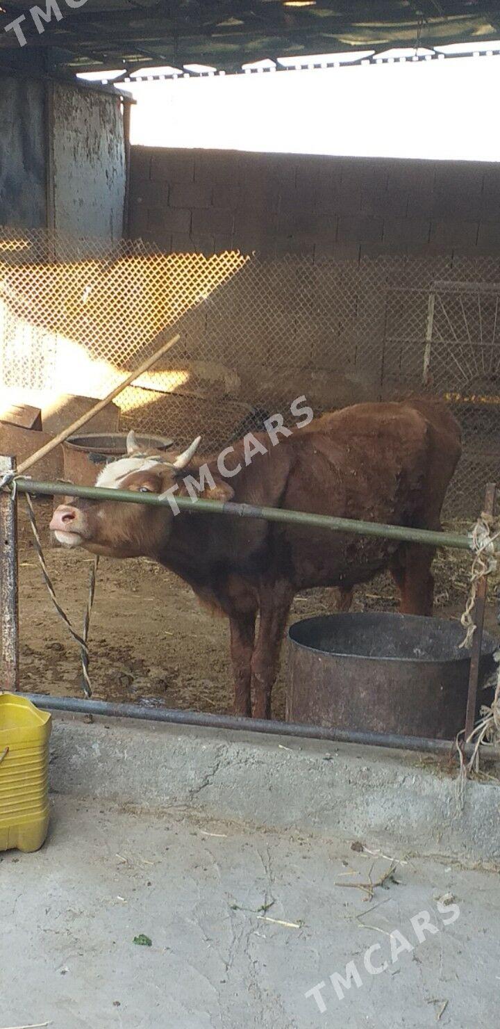 Ökuz. - Aşgabat - img 2