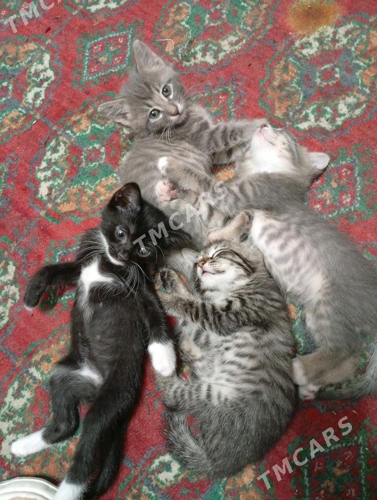 pişijikler - Туркменабат - img 2