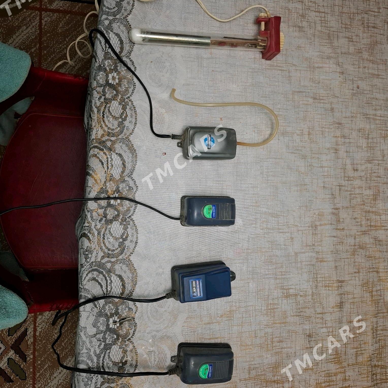 Akwarium - Mary - img 7