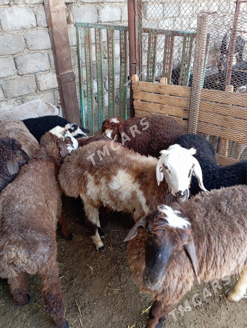 İssek - Aşgabat - img 2