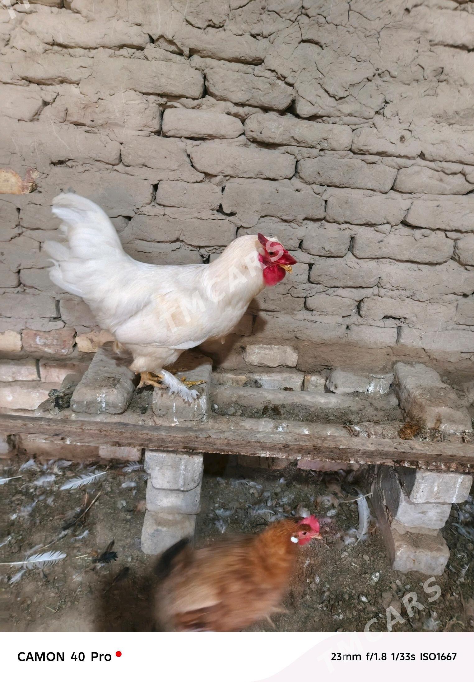 towuklar - Mary - img 2