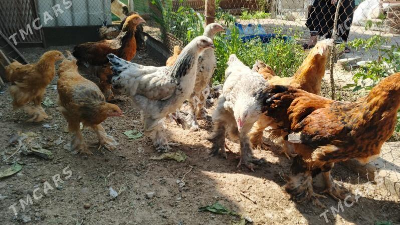 brama - Türkmenbaşy - img 3