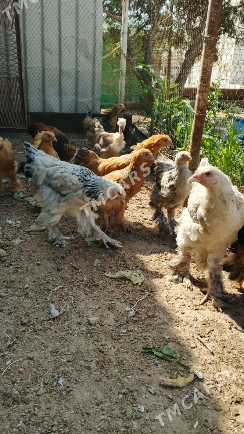 brama - Türkmenbaşy - img 6